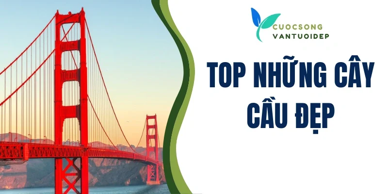 top những cây cầu đẹp
